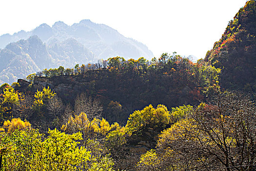 soi cau 88 rong bach kim