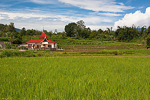 bachthu lode mienbac