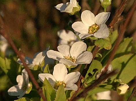 soi cầu 288