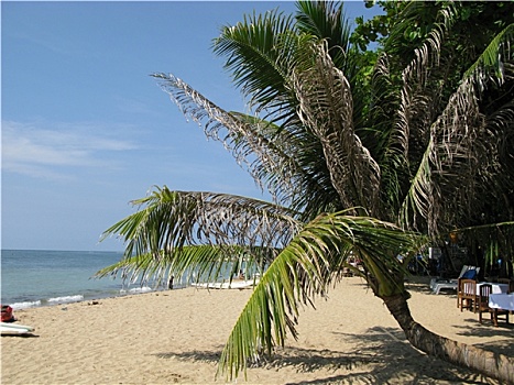 cau bach thu lo mb