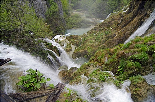 soi cau rong bach kim mien phi