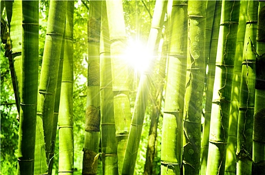 soi cầu lộc phát 999