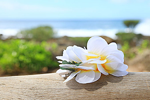 lo kep khung 5 ngay rong bach kim