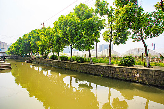 soi cau loto rong bach kim