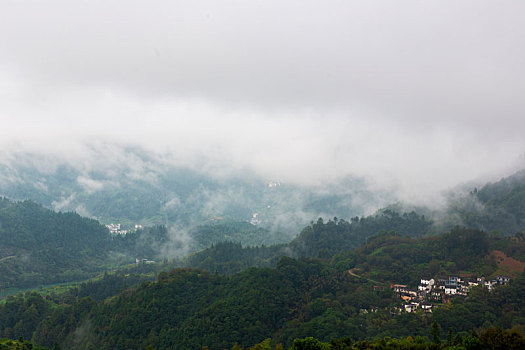 soi câu rong bach kim