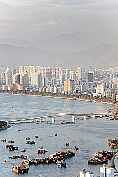 gà cọp đá tiền lớn
