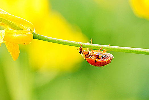 bạch thủ lô hôm nay