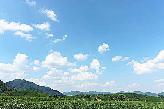 bach thu khung 5 ngay