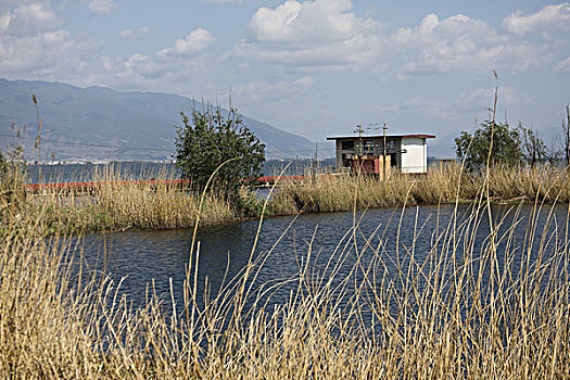 soi cau bach rong kim