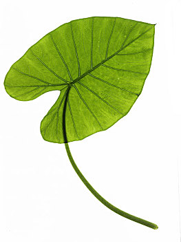 choi lo de luon thang