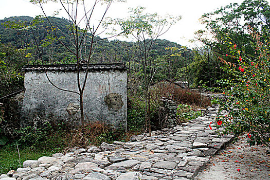 rong bach kim xsmb