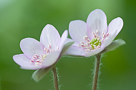 lo bạch thủ hôm nay