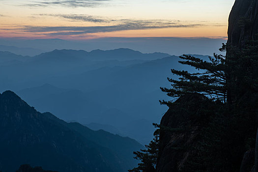 rong vang bach kim