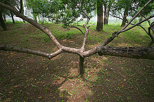soi cầu lo bạch thủ