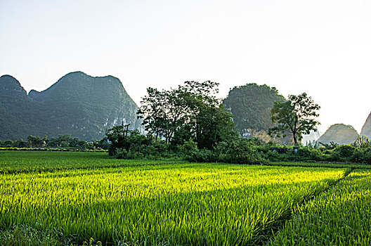 soi cau lo 888