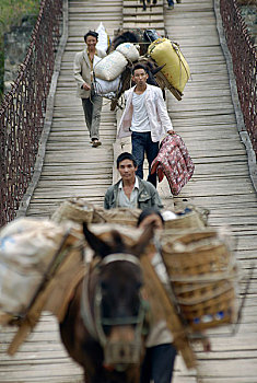 cách nuôi gà tre đá bo lớn