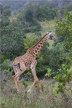 xs ca mau
