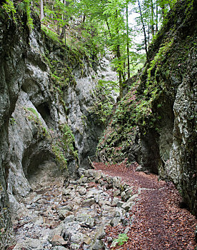 soi cau rong bach kim mien phi