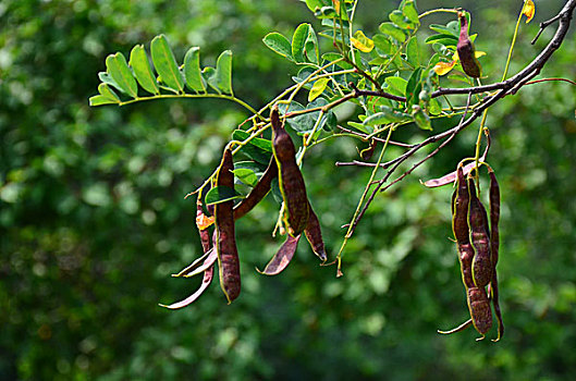 thống kê 3 càng