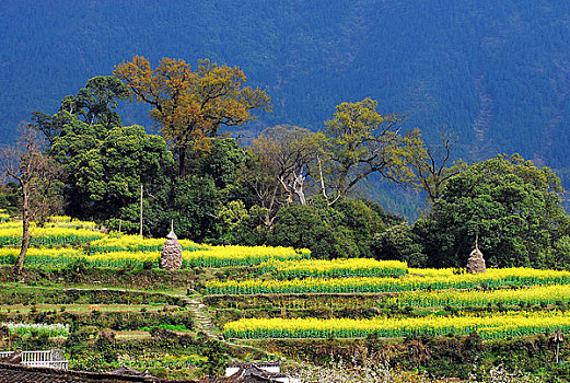 3 càng miền bắc