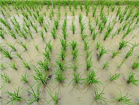 soi cầu xổ số đồng tháp