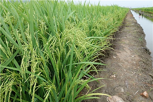 xổ số quảng bình