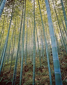 tra cứu xổ số