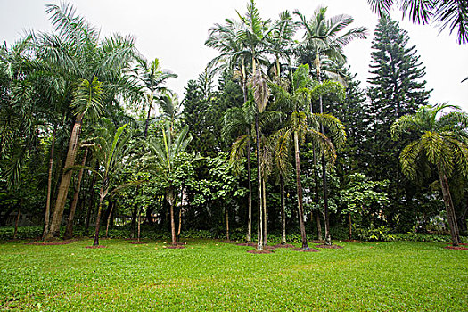 rong bạch kim 666