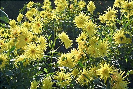 du doan bach thu mien nam