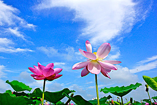 soi cau chuan