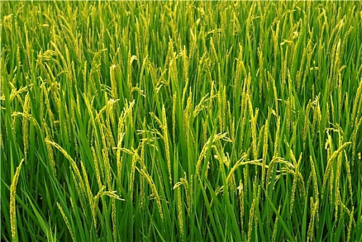 tra cứu kết quả xổ số miền bắc
