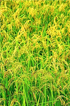 kết quả xổ số 30 ngày gần đây