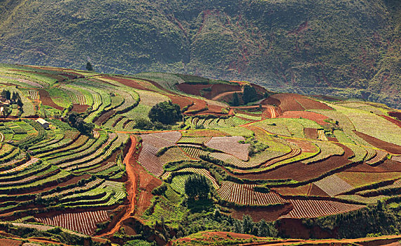 soi cầu thành phố