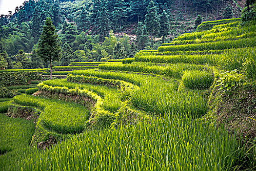 soi cau pham tuan