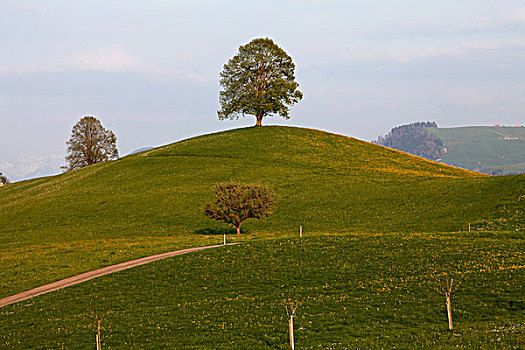 soi cau bach thu de