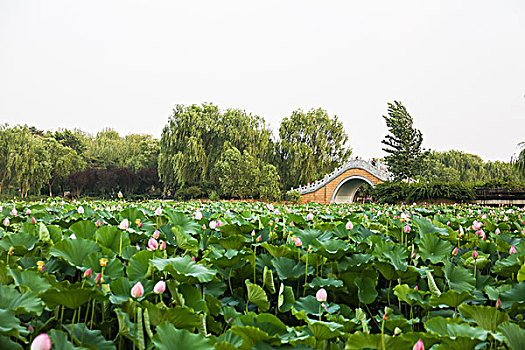 xổ số theo tuần