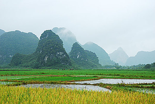 may ban ca tien canh