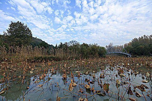 lô bạch thu hôm nay