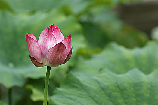 bạch thủ lô miền bắc