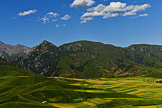 du doan mb rong bach kim