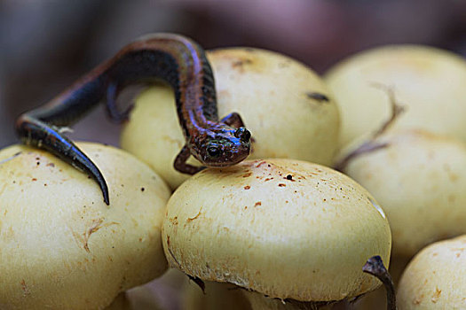 dự đoán soi cầu