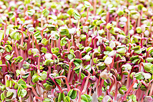 xổ số mien nam