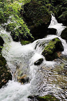 lô đề bạch thủ