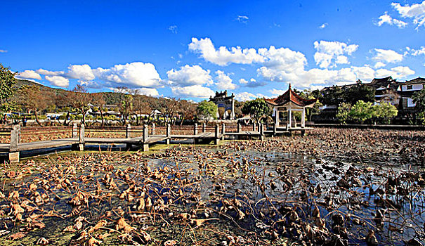 lô bạch thu hôm nay