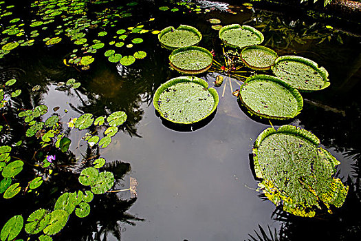cầu bạch thủ