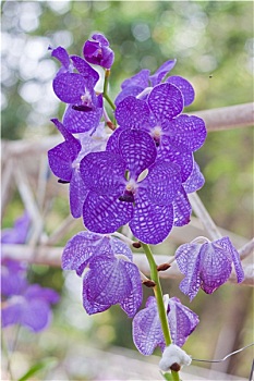 soi cầu miền
