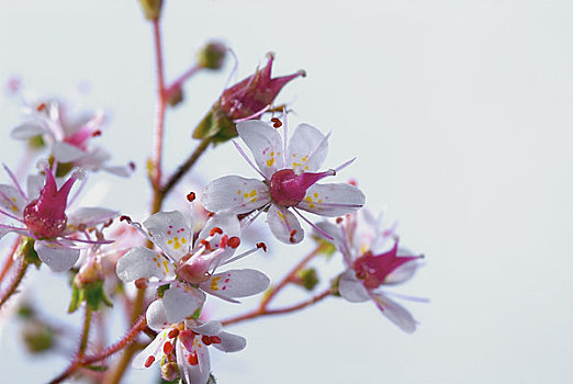lô đề bất bại
