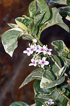 xo số miền nam