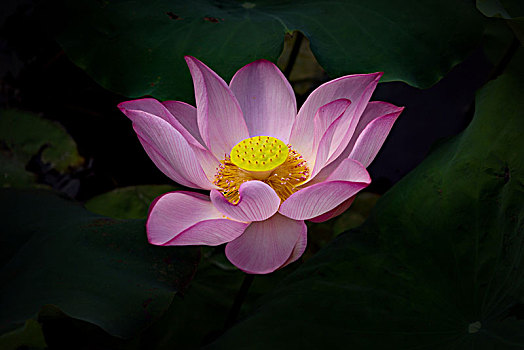 lô trực tuyến