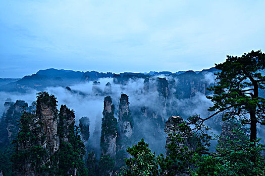 lo gan rong bach kim